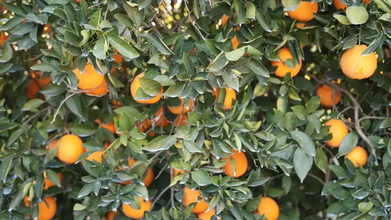 Adana’da Tescilli Kozan Portakalı Dalında Altın Değerinde 2